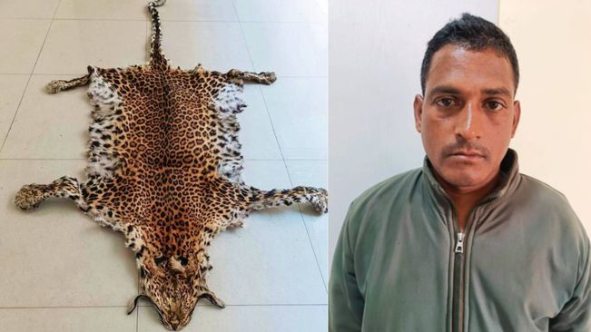 Leopard Skin Seized In Kandhamal, One Arrested
