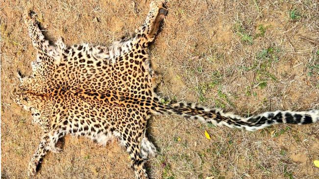 Leopard Skin Seized In Kalahandi, Two Held