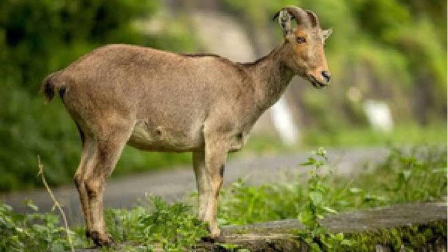 Three-Day Census Of Endangered Nilgiri Tahr Begins On April 29