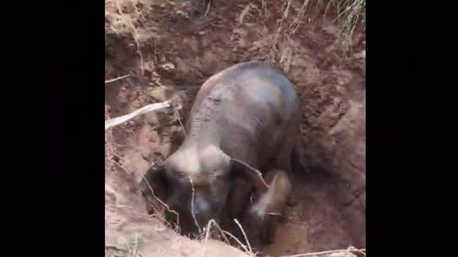 Elephant And Her Calf Rescued From Abandoned Well In Angul