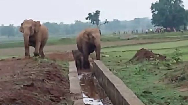 Elephant Calf Fell In Canal, Rescued After 4 Hours Of Efforts