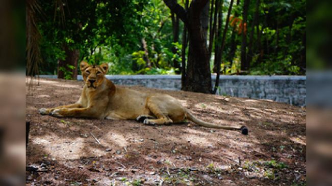 Lioness Escapes From Enclosure At Hyderabad Zoo, Attacks Animal Keeper