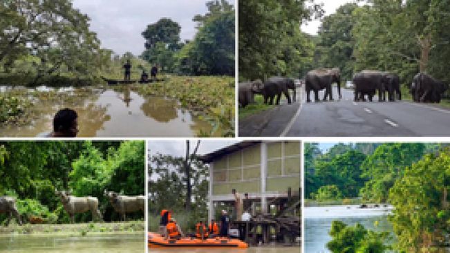 Wild Animals At Kaziranga National Park Bear The Brunt Of Floods