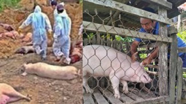 ASF Outbreak Unabated In Mizoram - Over 28,350 Pigs Killed Or Culled