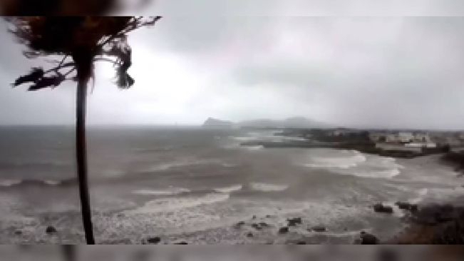 3,000-Year-Old Cedar Knocked Over By Powerful Typhoon In Japan