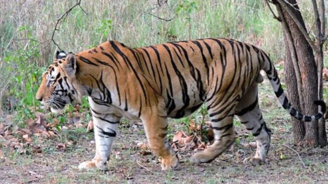 55 Tigers Die In Odisha During Last 10 Years: Forest Minister