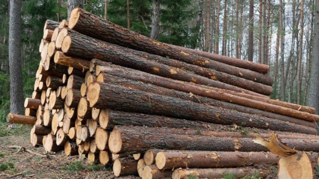 Over 26.75 Lakh Trees Felled In Odisha For 482 Projects From 2000 To 2023: Forest Minister