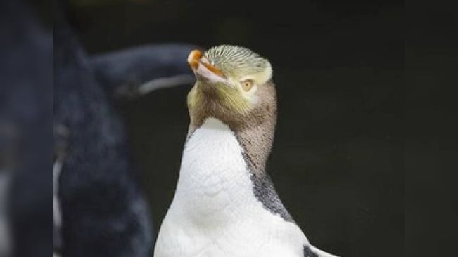 Yellow-Eyed Penguin Wins New Zealand's 'Bird Of The Year' Title