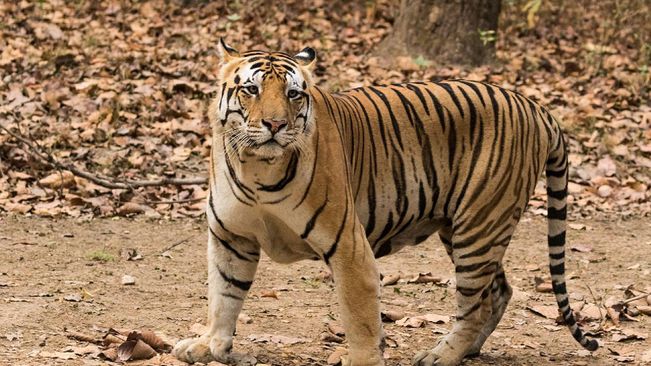 Similipal Tiger Reserve To Get Another Tigress Soon