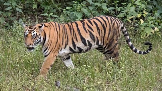 Odisha: Tigress Jamuna, Brought From Maharashtra, Released To Wild In Similipal Tiger Reserve