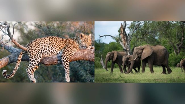 40 Elephants, 5 Leopards Died In Odisha In Five Months: Minister