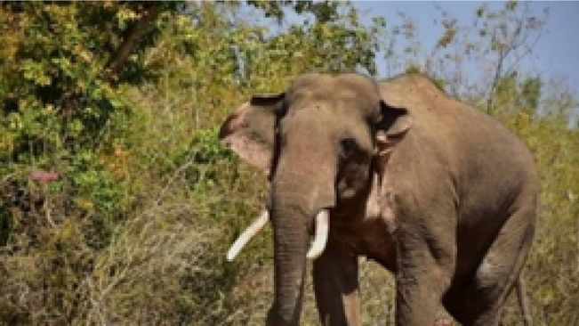 Odisha: 668 Persons Killed In Human-Elephant Conflicts In Last Three Years