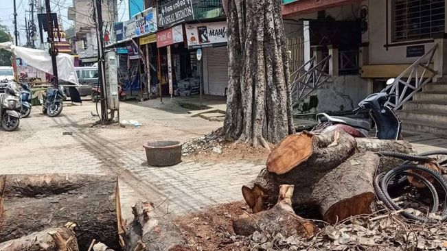 Sambalpur Admin In A Quandary, Centre Orders Probe Into Tree Cutting Move