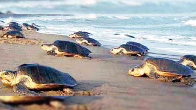 Olive Ridley Sea Turtles' Breeding Season Begins; Fishing Restricted For 7 Months