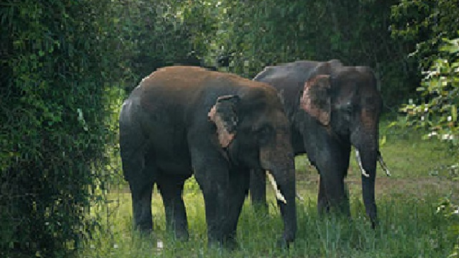 Escalating Elephant Mortality In Odisha And The Conservation Challenge