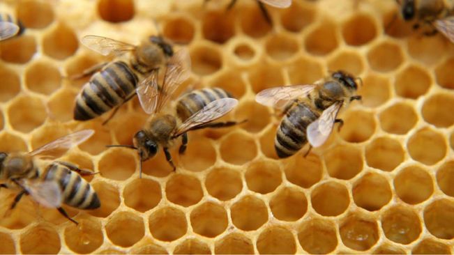 Kendrapara: 20 Schoolchildren Injured In Honeybee Attack