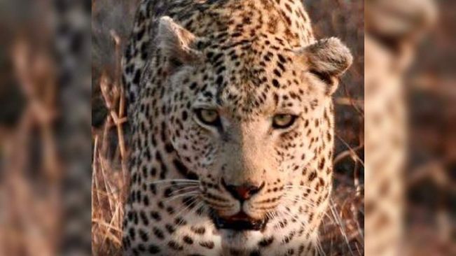 Female Leopard Captured After Killing Five In UP