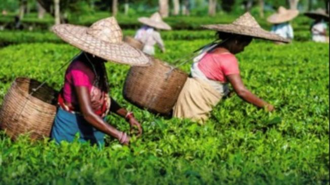 India's Tea Exports Up Over 23 Pc In January-July Period