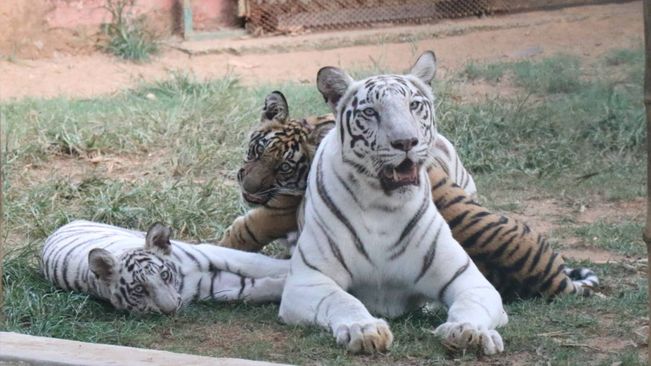 White Tigress 'Sneha' Dies At Nandankanan Zoo