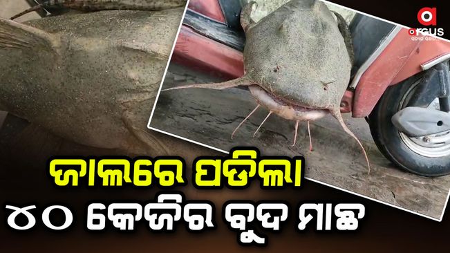rare-40-kg-fish-catch-in-boudh