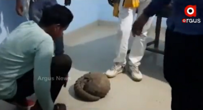Live pangolin seized in Nuapada, 3 arrested | Argus News