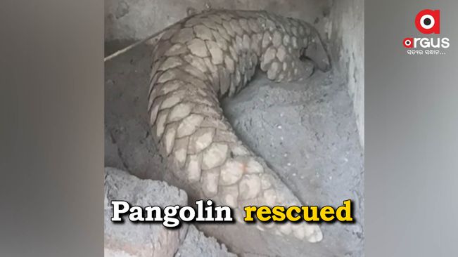 Live pangolin rescued in Cuttack