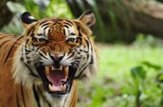 tiger-killed-calf-in-raygada-gudari-area