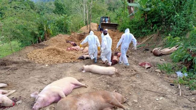 African Swine Fever kills 1900 pigs in Mizoram badly affecting pork business