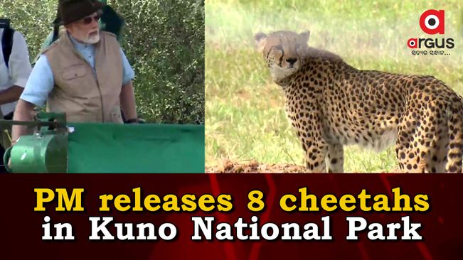 PM Modi releases 8 cheetahs in MP's Kuno National Park