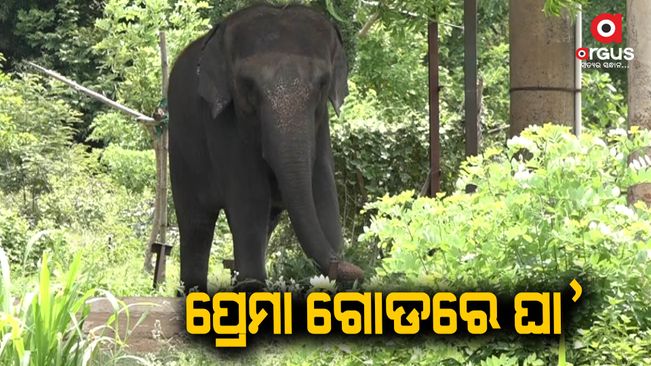Another elephant ill in Nandankanan, undergoes treatment