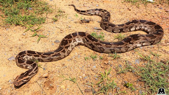 Angul: Python Rescued From Abandoned Well