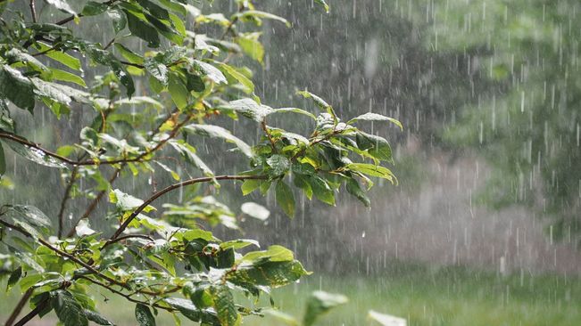 Rain Predicted For Next 5 Days In Odisha