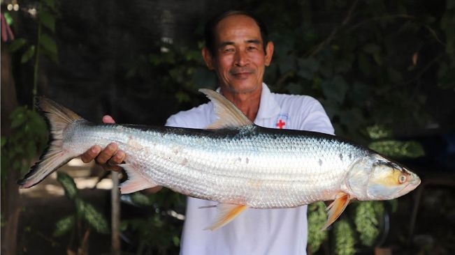 Rare Fish Rediscovered In Cambodia After Disappearance For Nearly Two Decades