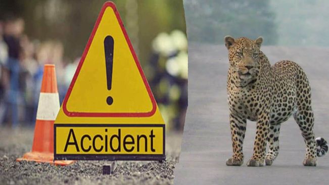 Car Trying To Avoid Hitting Leopard Overturns, Woman Killed