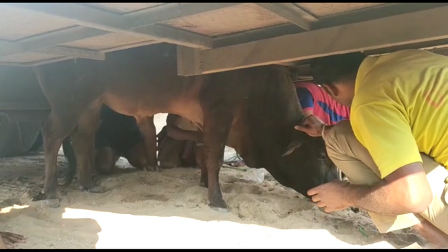 The bull got trapped under the tourist bus in Cuttack