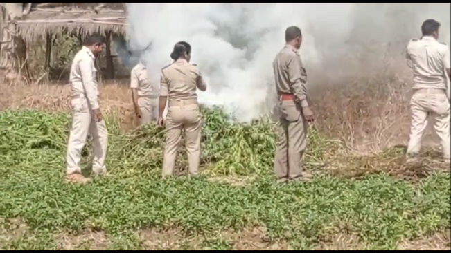 5 thousand cannabis tree destroyed in Nabarangpur