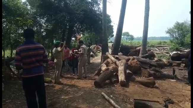 Raid on the sawmill in balasore odisha