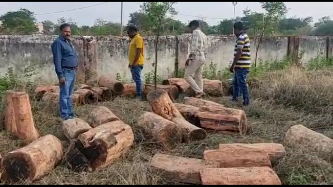 forest department raid , seized 42 pieces of wood seized 42 pieces of wood in  balangir bangomunda