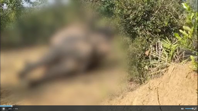 Three Forest Officials Suspended In Connection With Electrocution Of 3 Elephants In Sambalpur