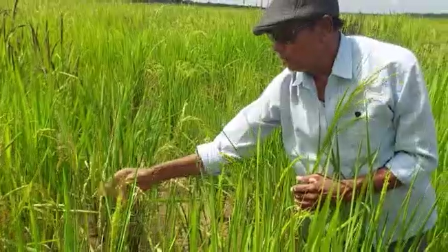 Shankar Patnaik is spreading the protection of indigenous seeds