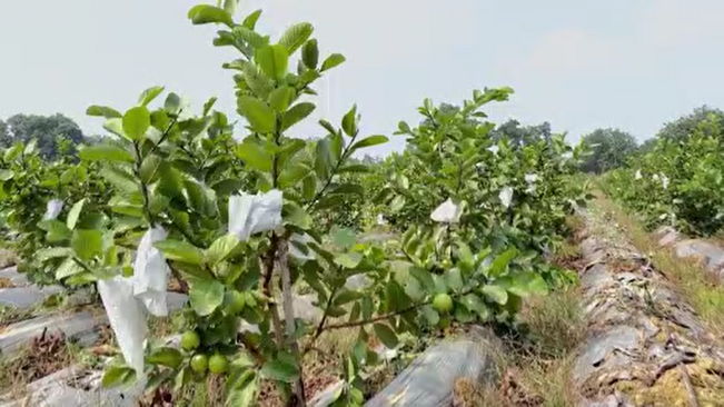 Millionaire by cultivating guava in the durgama