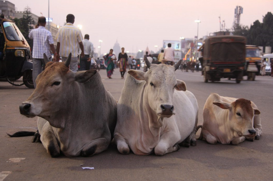 Bhubaneswar: BMC To Bring Guidelines For Cattle