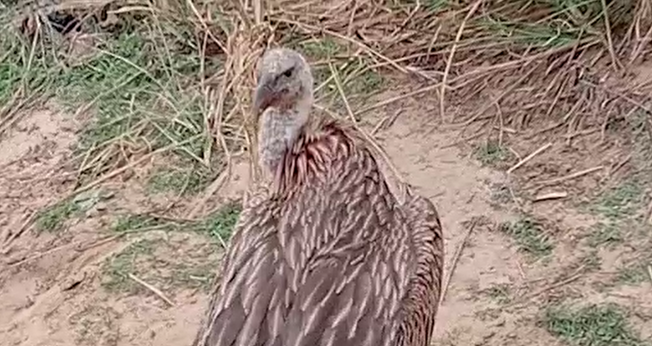 Rare eagle rescued in Jajpur