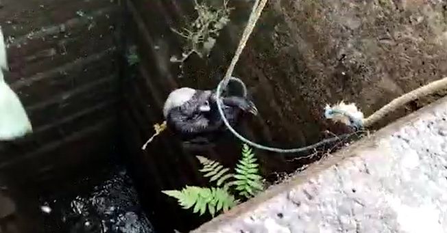 Bear rescued from a well in Tangi, Odisha