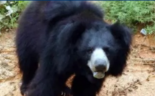 Bear Attacks In Japan Hit Record High