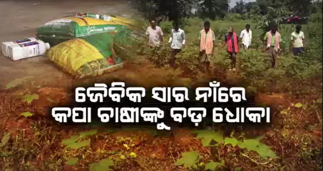 Big scam to cotton farmers