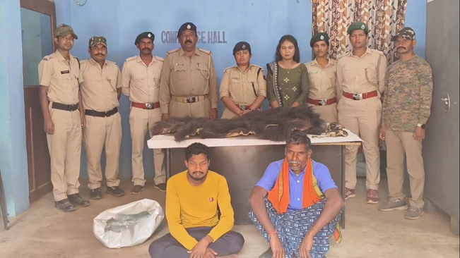 Bear skin seized, two arrested : The team of the forest department has managed to catch the bear skin in the house