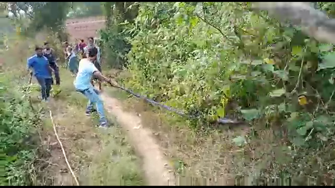 snake rescue