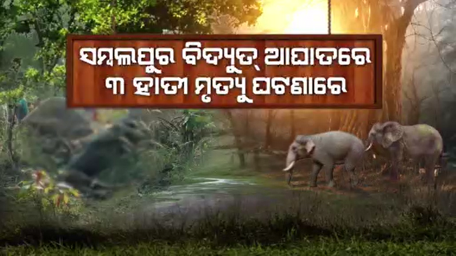 Forest Minister concerned over rising elephant deaths