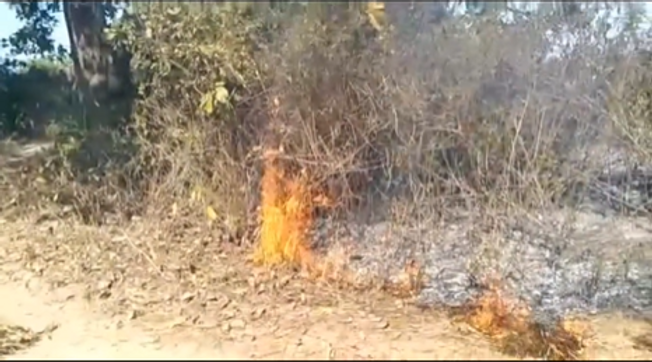 Medicinal trees are burnt to ashes in the fire in Angul forest range
